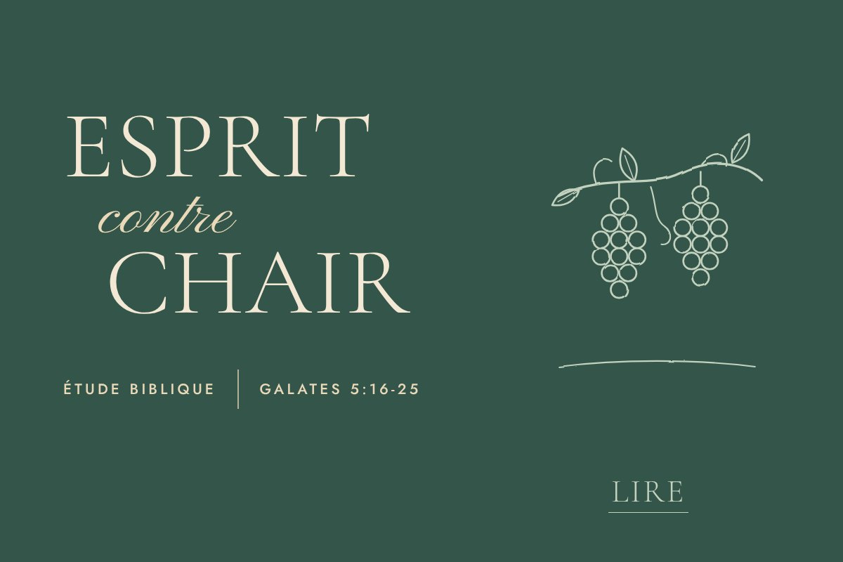 Illustration au trait fin. Une vigne chargée de fruits.
